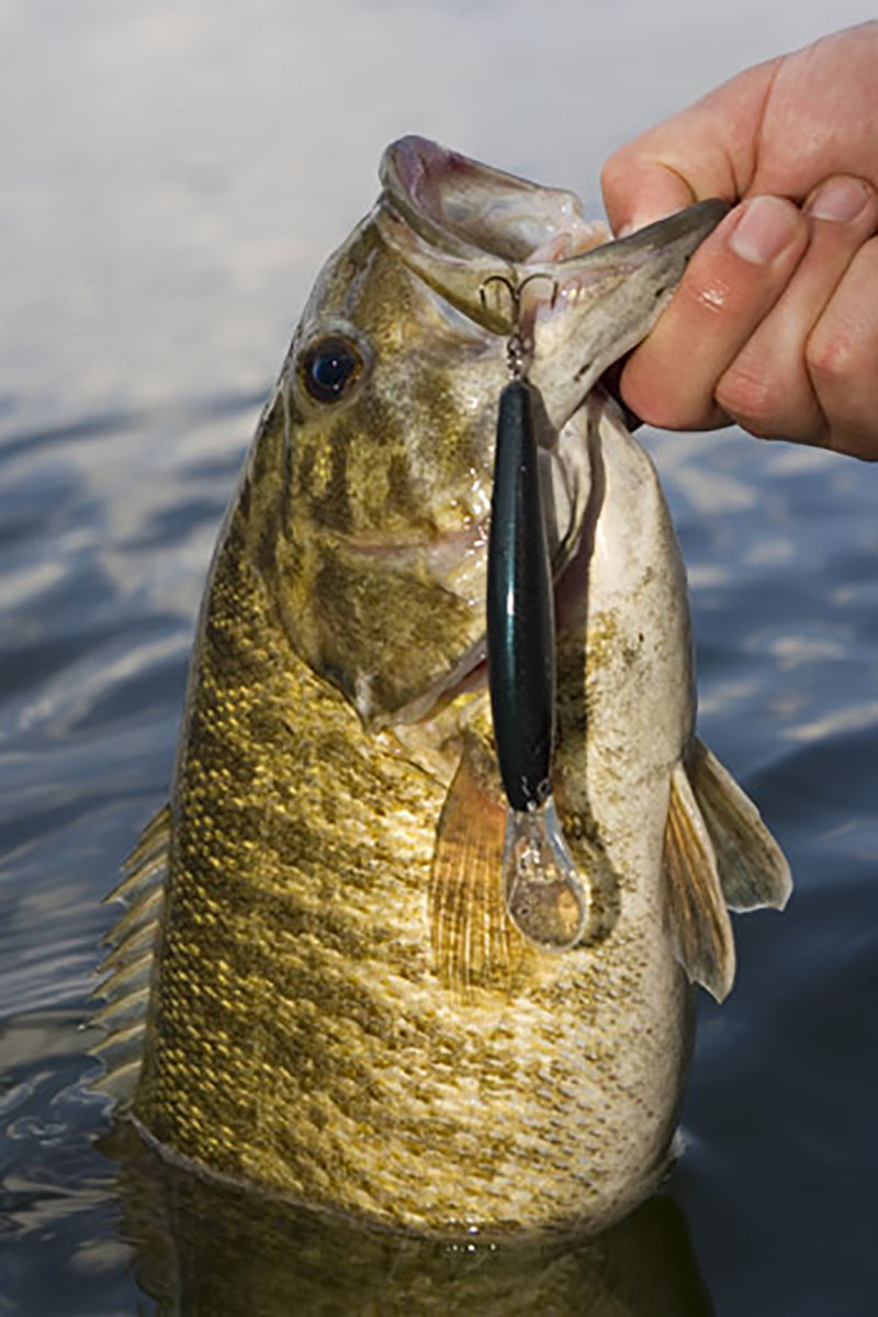 Cold-Water Fishing for Bass with Suspending Jerkbaits