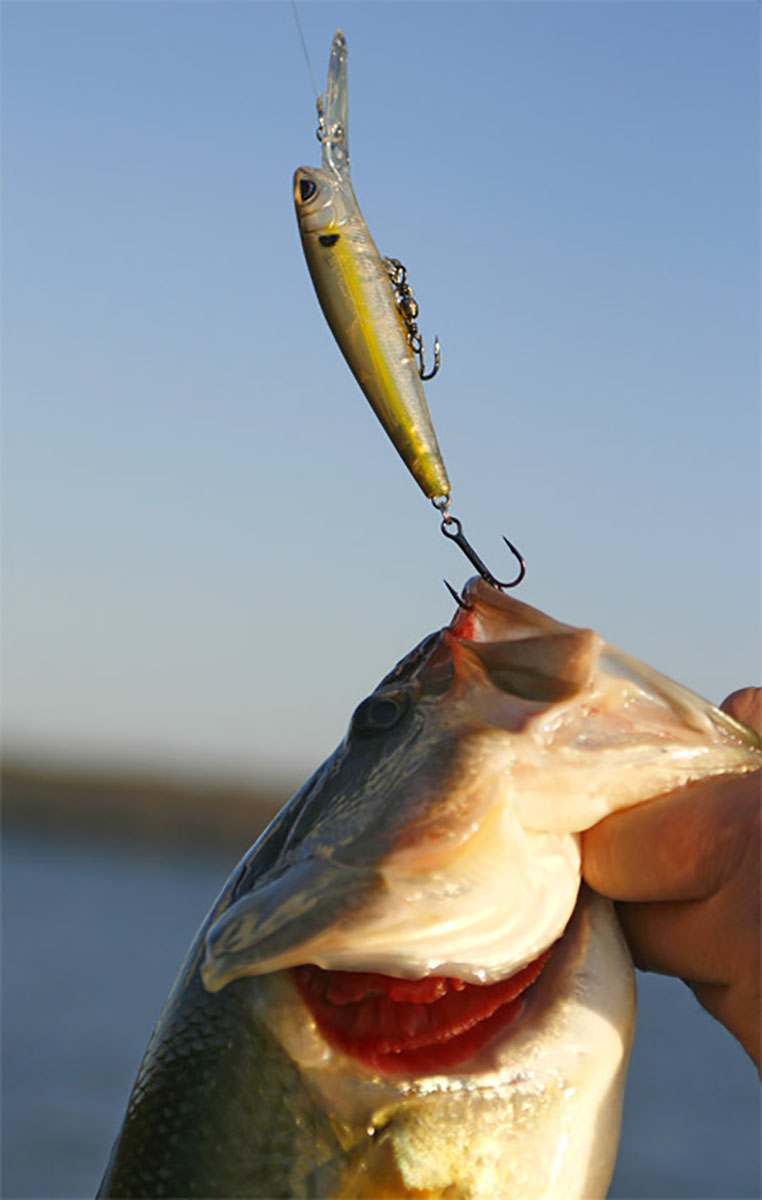 Your Best Bet for Catching Bass on Jerkbaits - Wired2Fish
