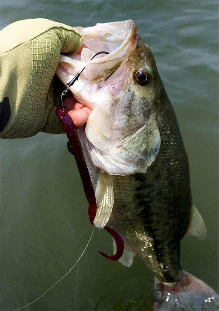 5 Ways to Trigger Bass to Bite a Lure - Wired2Fish