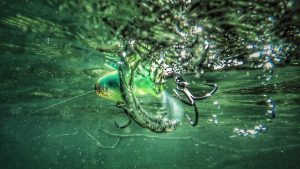 Choosing Topwater Prop Baits: Whopper Plopper Vs. Buzzbaits