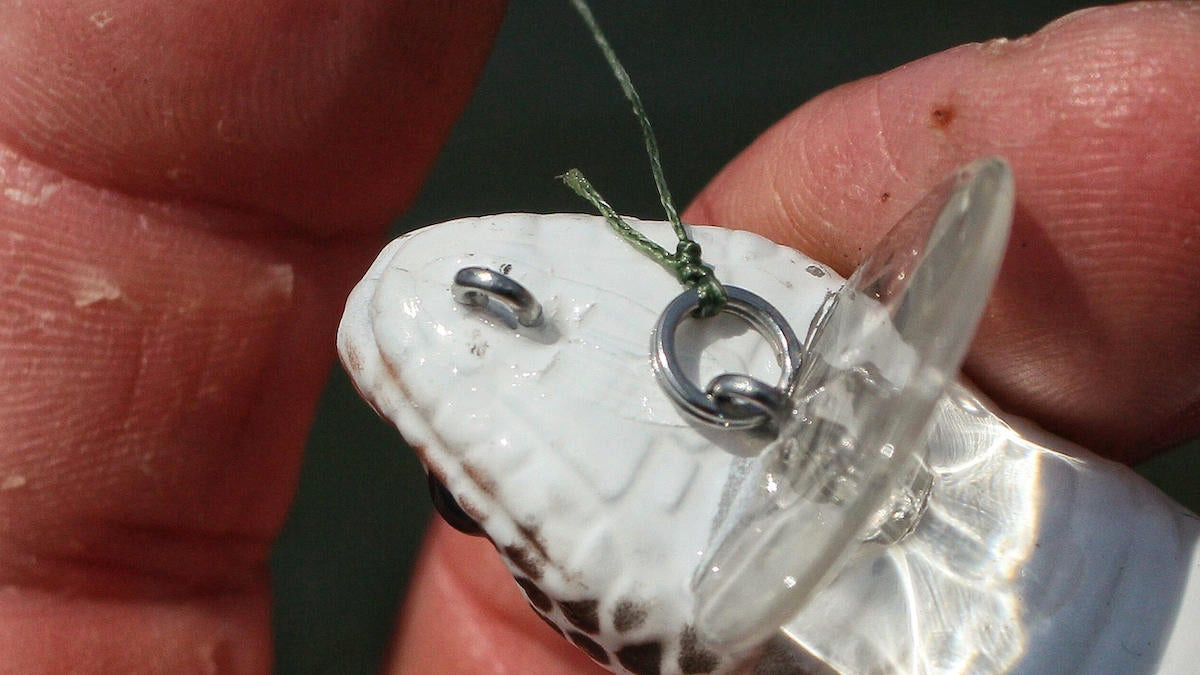 Tackle Tips: Fishing The Savage Gear 3D Wake Snake 