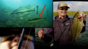 Why You Need to Drop Shot Swimbaits for Bass (Drop Swimming)