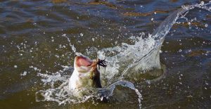 3 Essential Jig Tweaks for Winter Bass