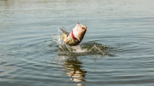 5 Common Spring Finesse Fishing Mistakes