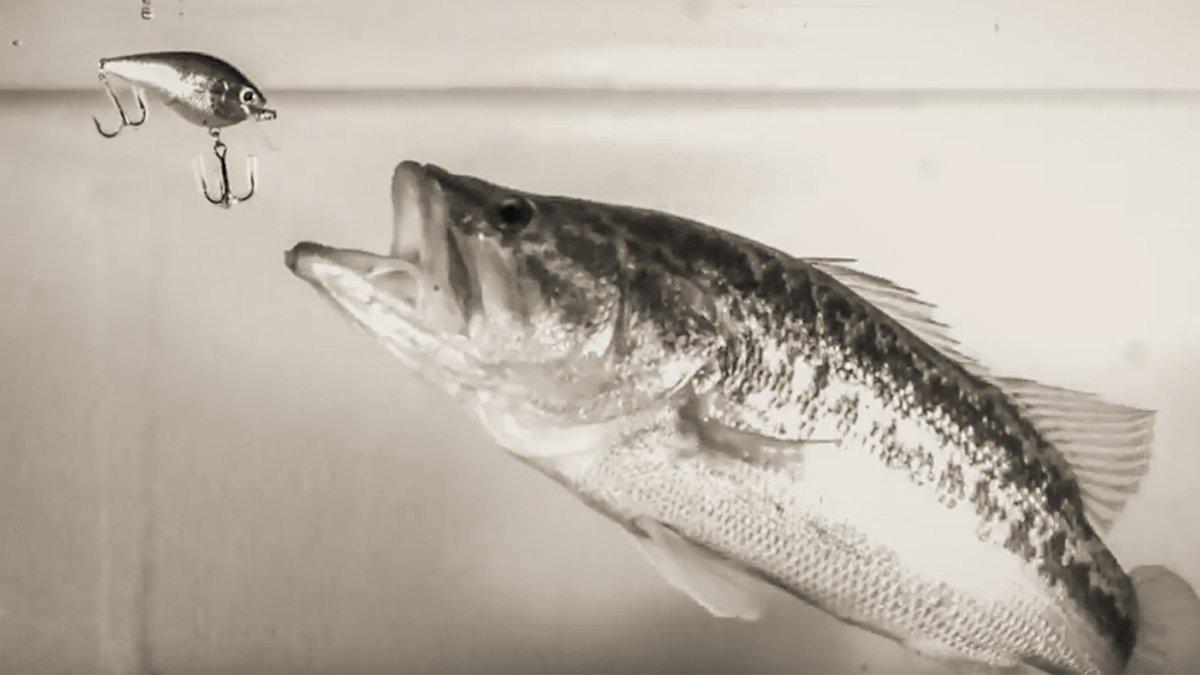Squarebill Crankbait Fishing: The Science of the Wiggle - Wired2Fish