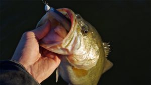 Bring Paddle-Tail Swimbaits Back to Life