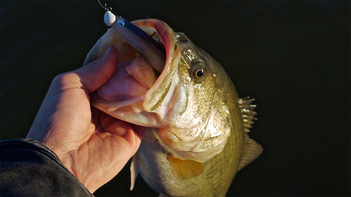Bring Paddle-Tail Swimbaits Back to Life - Wired2Fish