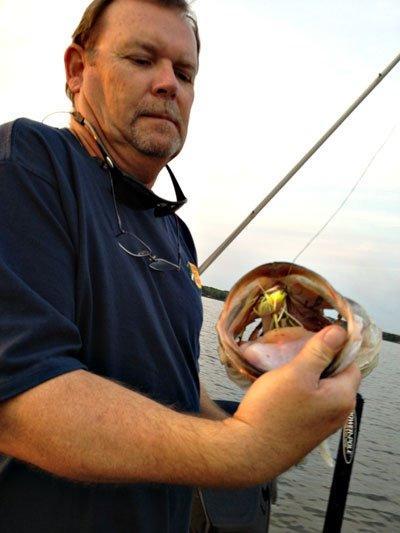 Seminole Shad – Tournament Bass Fishing Diary