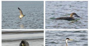 What 4 Birds Can Tell You About Bass Fishing