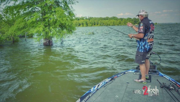Avoid This Mistake When Fishing for Bass in Standing Trees