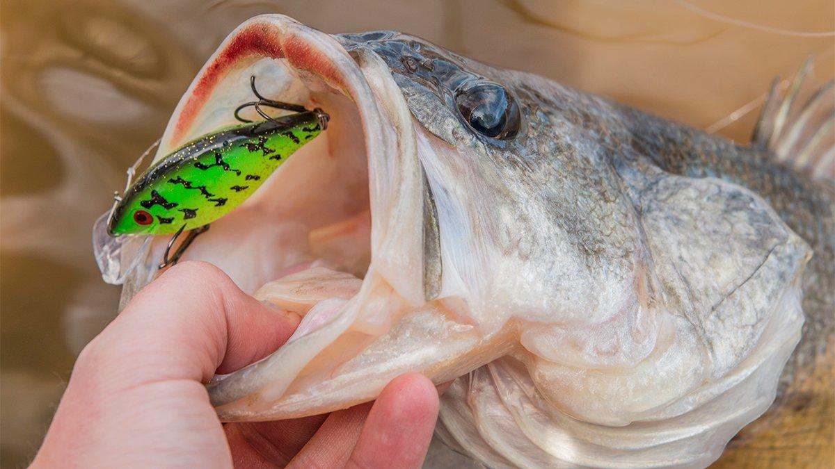 Luhr Jensen Speed Trap Review - Wired2Fish