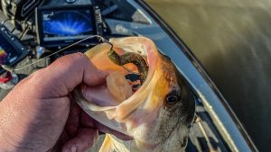 Berkley Powerbait The General Worm Review