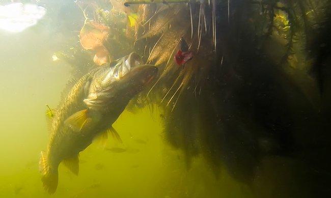 A Crash Course in Punching for Big Bass