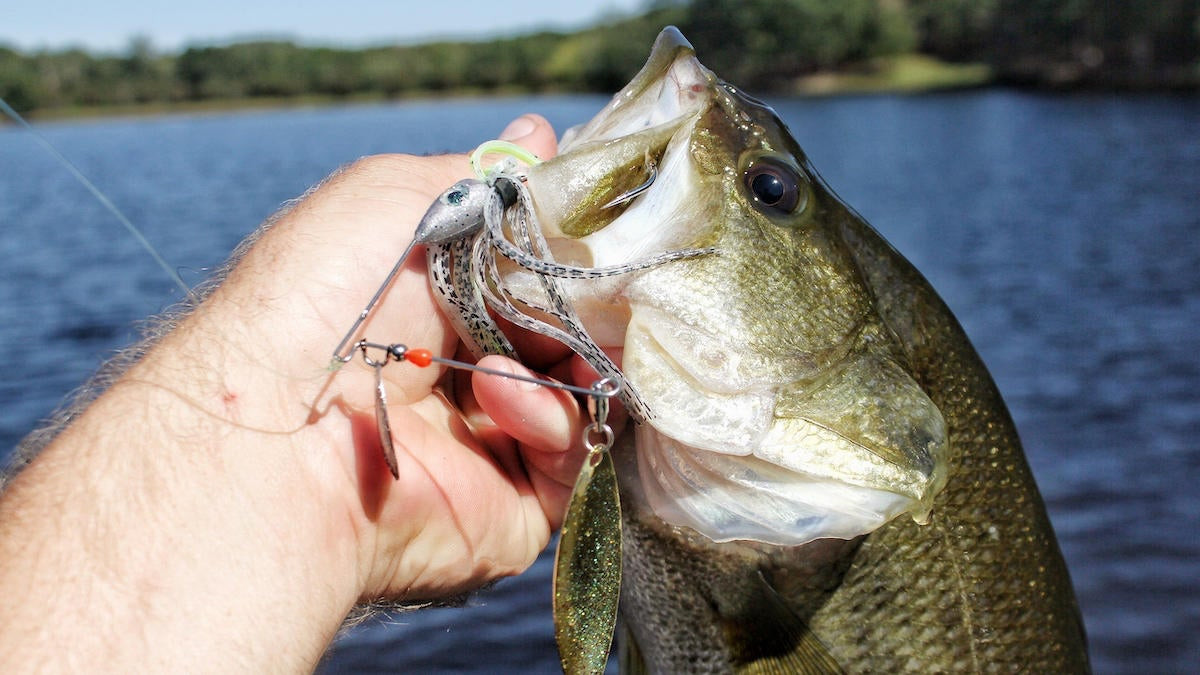 We can all agree spinnerbaits are a sure bet - big or small! : r/bassfishing