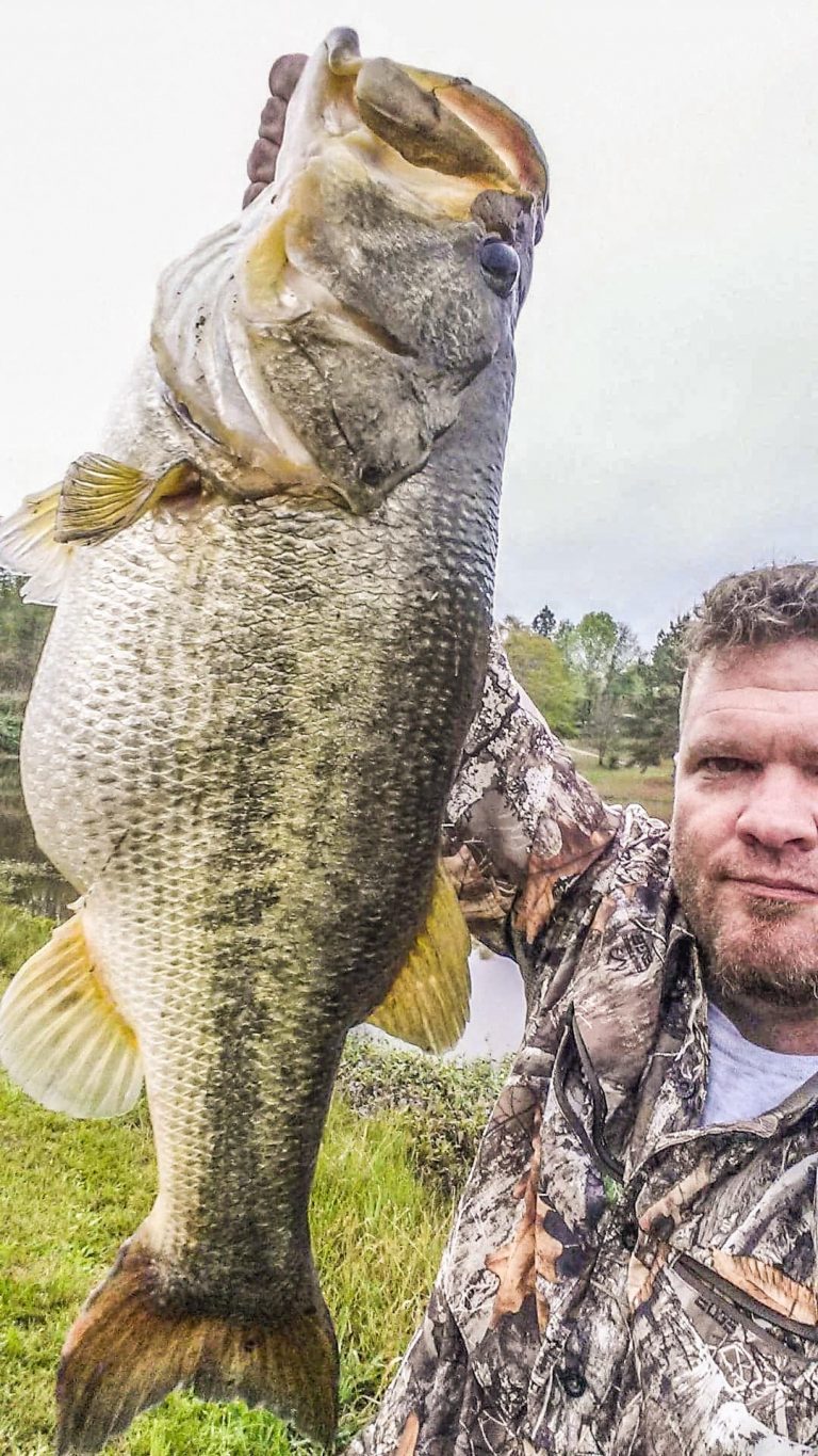 Catch and Release Works: 13-pound Bass Caught Again