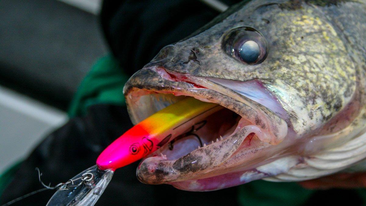 How to Cast Cranks for Walleyes (Fishing Techniques) 