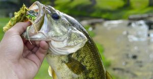 3 Bank Fishing Hot Spots for Fall Bass