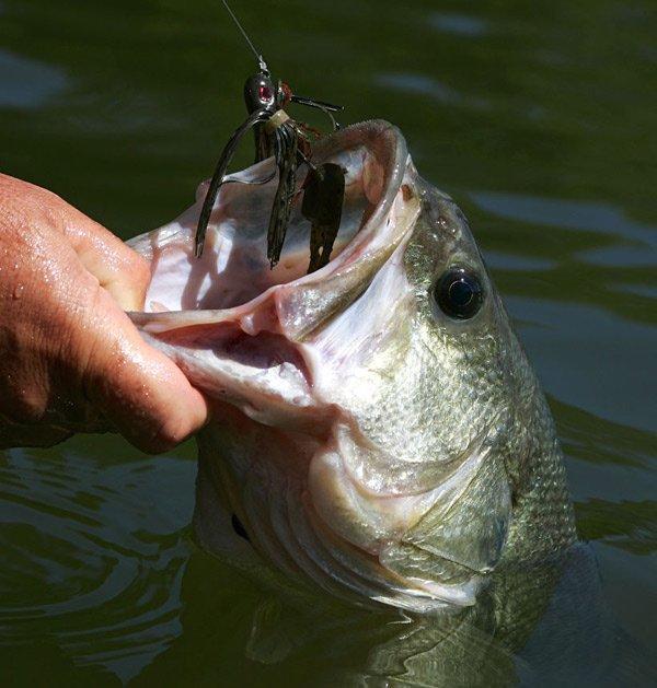 How to Avoid Snags When Fishing - Wired2Fish