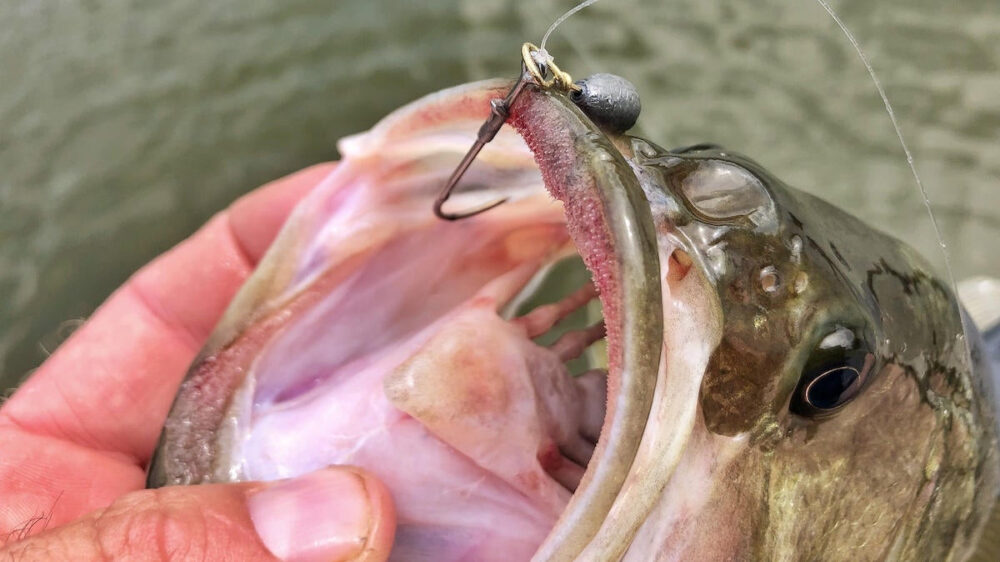 How to Fish the Free Rig for Bass Fishing - Wired2Fish