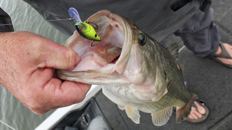 Team Ark MiniDiver Crankbait Review