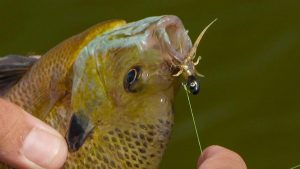 Tips for Fishing Bluegill with Soft Plastics