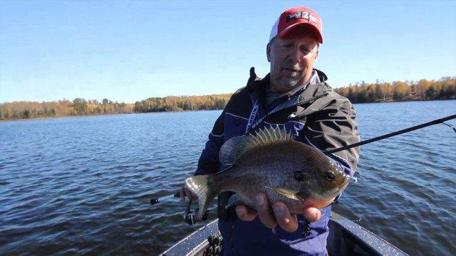 Tips for Fall Offshore Panfish - Wired2Fish