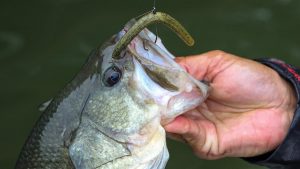 Beef Up Your Wacky Rig Bass Fishing