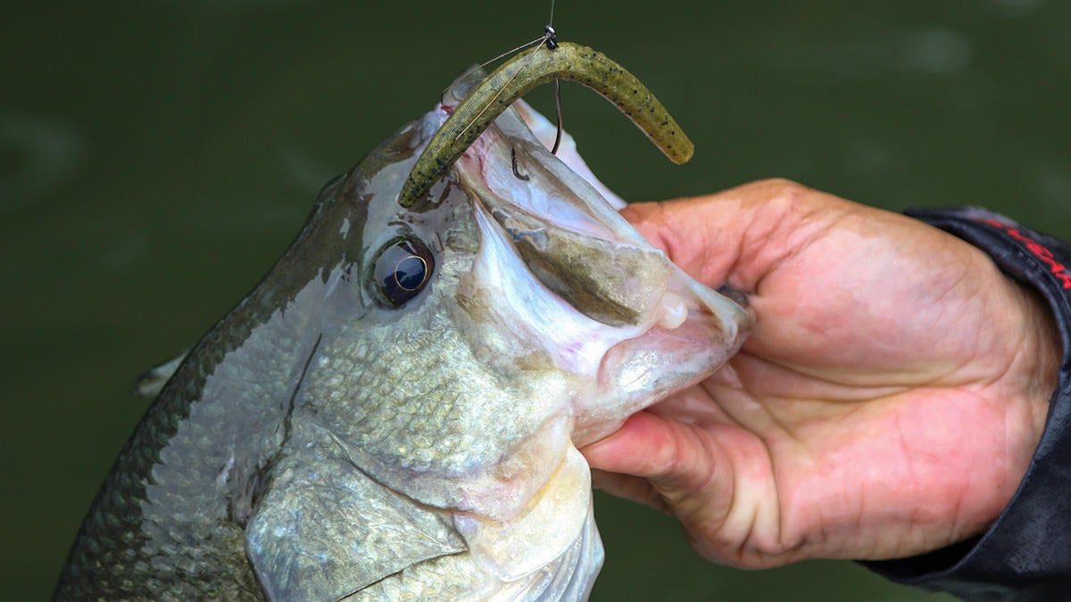Beef Up Your Wacky Rig Bass Fishing - Wired2Fish