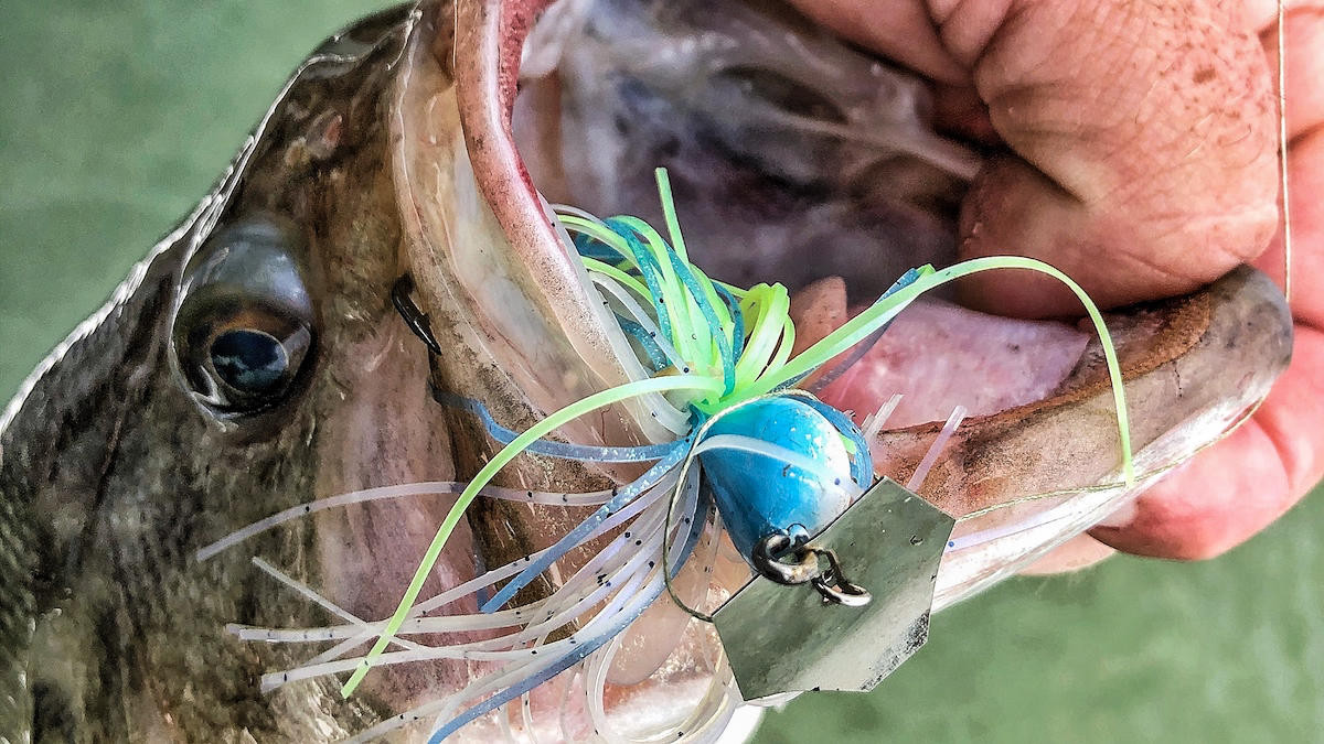 Why You Should Try Fishing a ChatterBait on Braided Fishing Line -  Wired2Fish