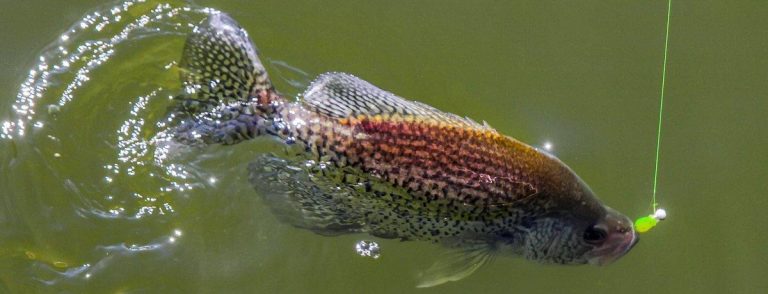 The Importance of Sound when Crappie Fishing