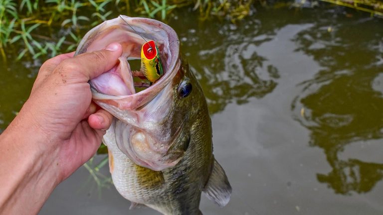 3 Must-Have Topwater Lures for Shallow Summer Bass