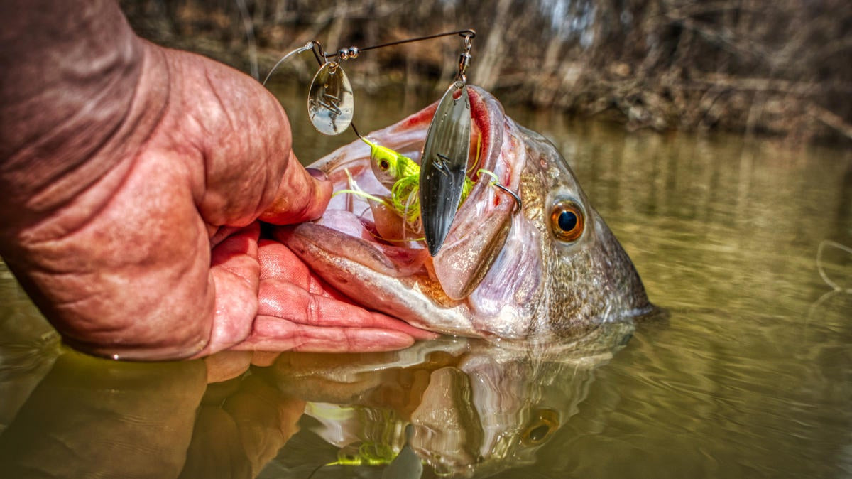 Z-Man SlingBladeZ Spinnerbait Review - Wired2Fish