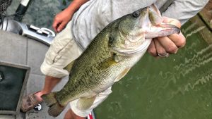 5 Must-Have Bass Fishing Baits for Co-Anglers