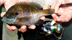 Angler Faces $24k Fine for Too Many Bluegills