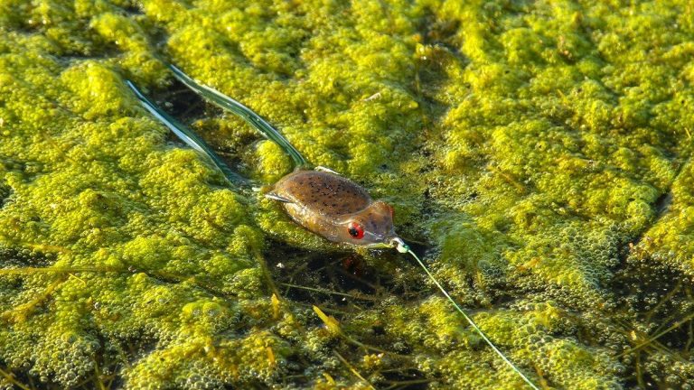 7 Best Frog Fishing Tips for Matted Grass