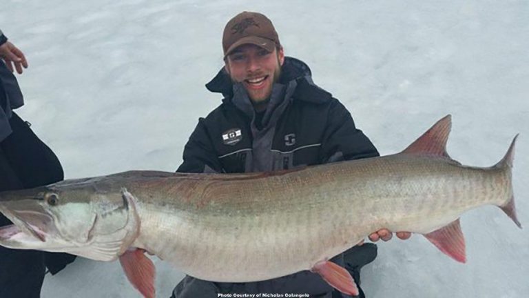 Monster Musky Caught Through the Ice