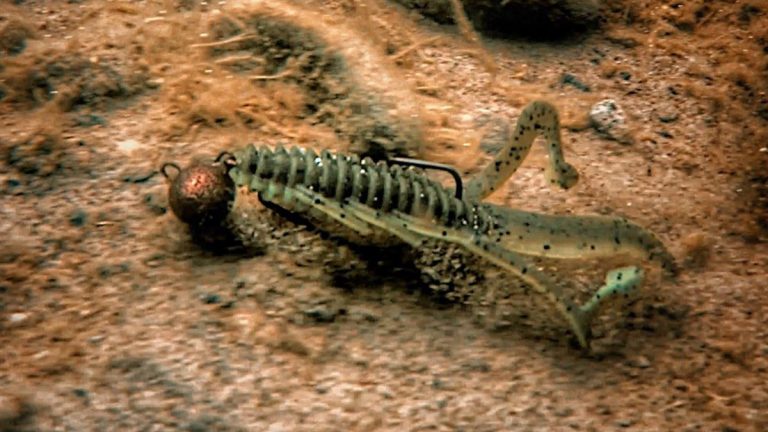 Gene Larew HardHead & Biffle Bug | What it Looks Like Underwater