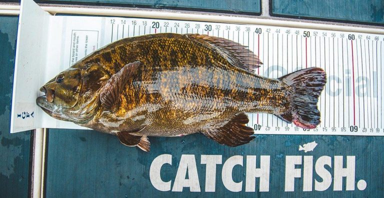 Record Catch-and-Release Smallmouth Caught
