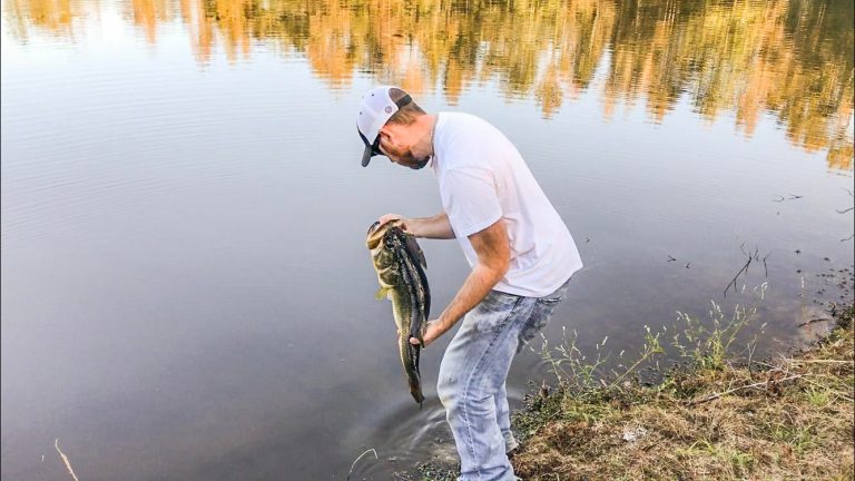 Catch and Release Works: 13-pound Bass Caught Again