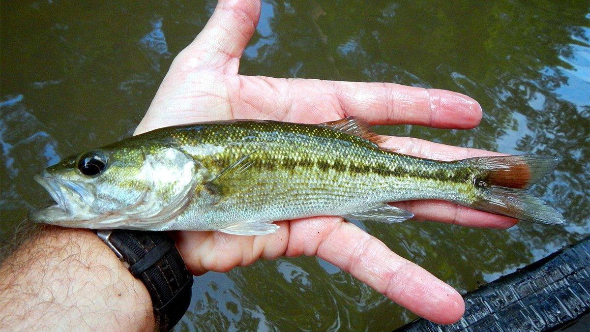 How to Identify All 9 Species of Black Bass - Wired2Fish