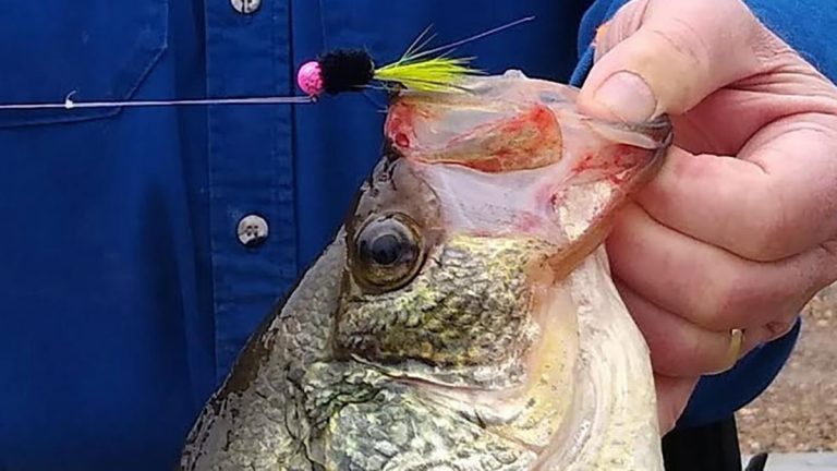 Two Nearly Record Crappie Caught in Louisiana