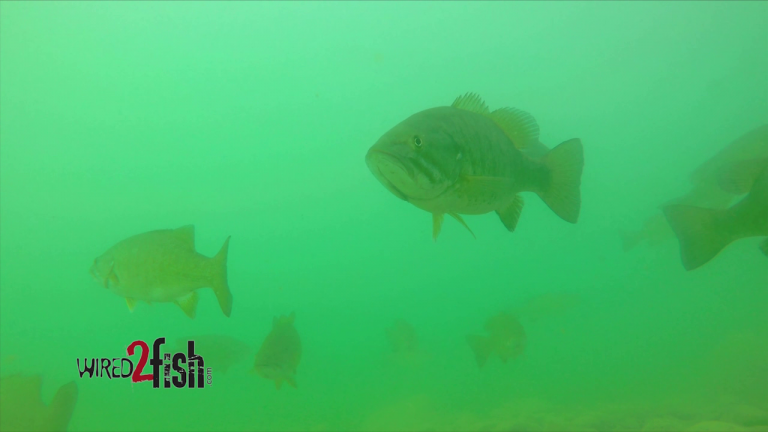 Huge Smallmouth Bass School (Underwater)