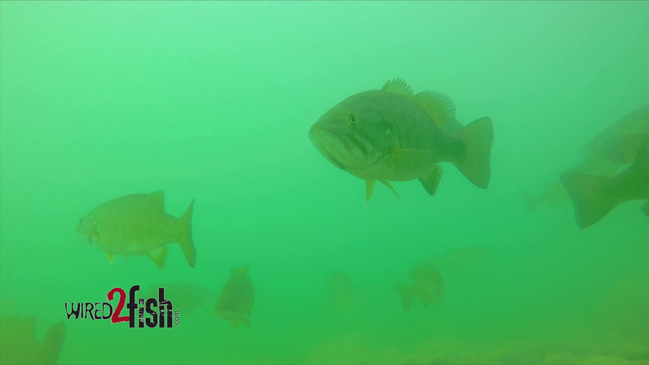 Huge Smallmouth Bass School (Underwater) - Wired2Fish