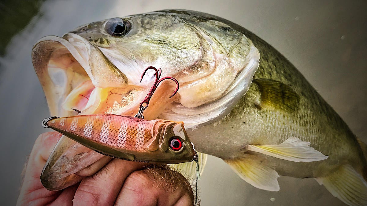 Holding in hand nice summer catch, largemouth bass summer shore, largemouth  bass summer bass fishing lures 