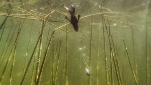 Top Colors for Texas-Rigging Springtime Bass