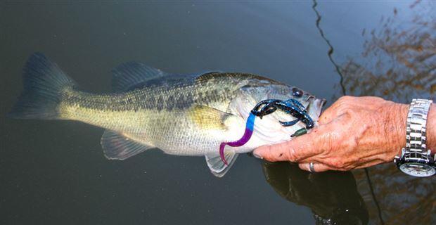 Where Did the Color Green Pumpkin Come From?  Bass fishing tips, Green  pumpkin, Bass fishing