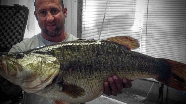 Angler Catches 15-pound Lake Record Bass