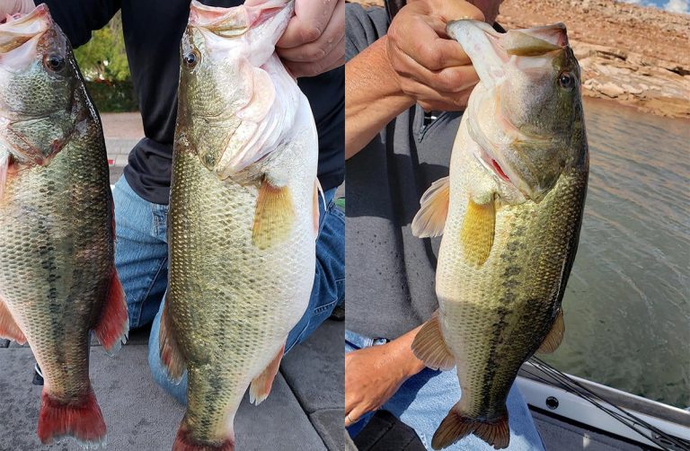 Anglers Charged with Cheating in Bass Tournament in Utah
