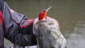 3 Must-Have Lures for Big Prespawn Bass