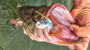 Why You Should Try Fishing a ChatterBait on Braided Fishing Line